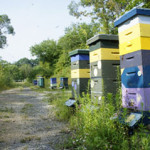 Myths of Beekeeping