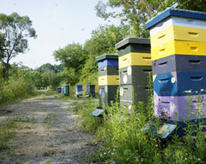 Myths of Beekeeping