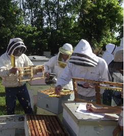 Students check the results of their grafts.