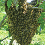 swarm-of-bees-photo-featured-image