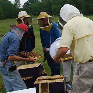 Hive Inspection in Maine