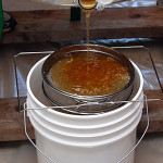 Summer Honey Harvest in Maine