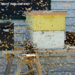 Now, This Is a Swarm!