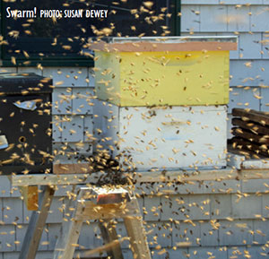 Now, This Is a Swarm!