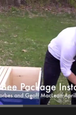 honey-bee-package-installation