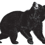 Of Bears and Bees