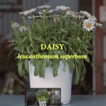 neonicotinoids-video