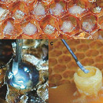 Queen Grafting - image from coloss.org