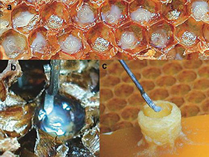 Queen Grafting - image from coloss.org
