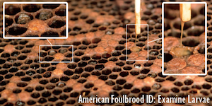 American Foulbrood (AFB) Larvae Pattern