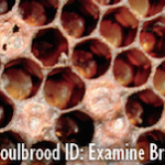American Foulbrood (AFB)