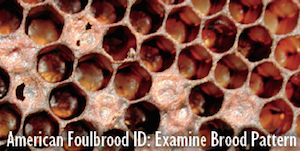 American Foulbrood (AFB) Brood Pattern