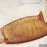 Honey Bee Microscopy - image from: devonbeekeepers.org.uk
