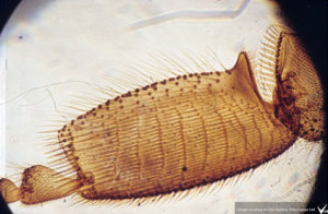 Honey Bee Microscopy - image from: devonbeekeepers.org.uk