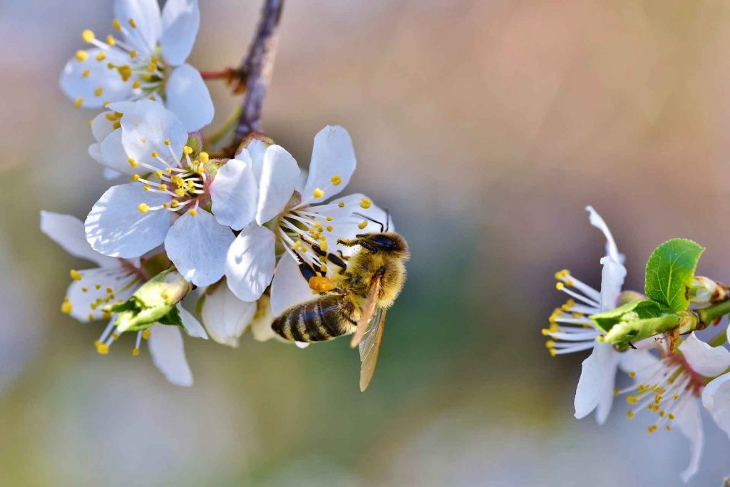 honey bee on apple blossom