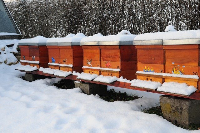winter bee hives