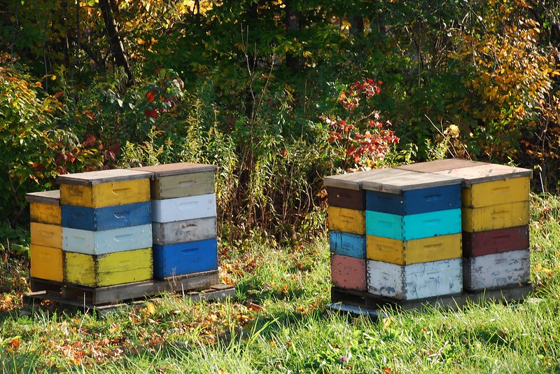 autumn hives