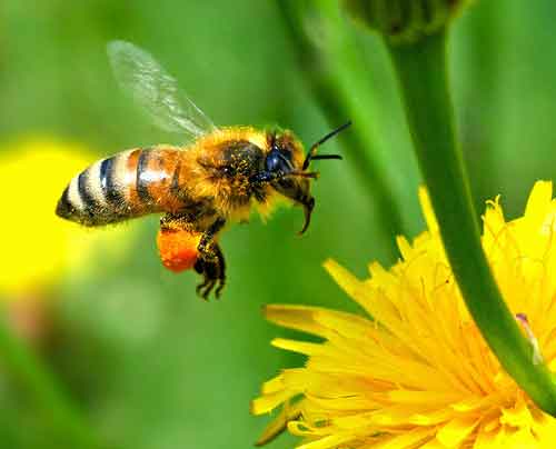 Honey Bee Pollen Baskets