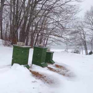 winter-hives