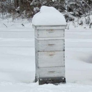 bee hive in snow