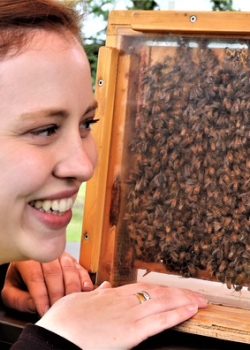 Courtney MacInnis checks an observation hive