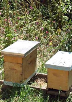 Two nucs nucleus honey bee colonies