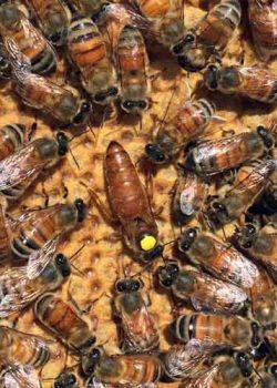 Queen Bee Marked Queen Bee Marked