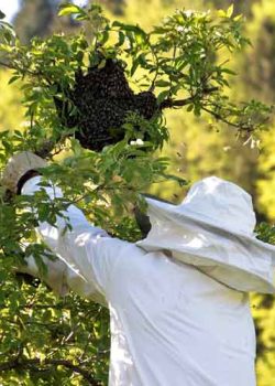 Swarm-Image-by-Reinhard-Thrainer-from-Pixabay Honey Bee Swarm