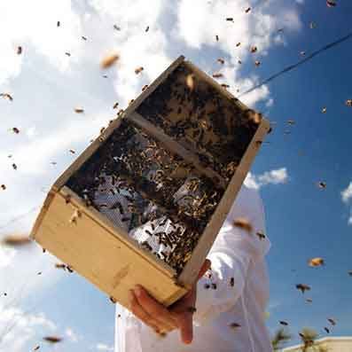 Shaking bees from a bee package seen from below